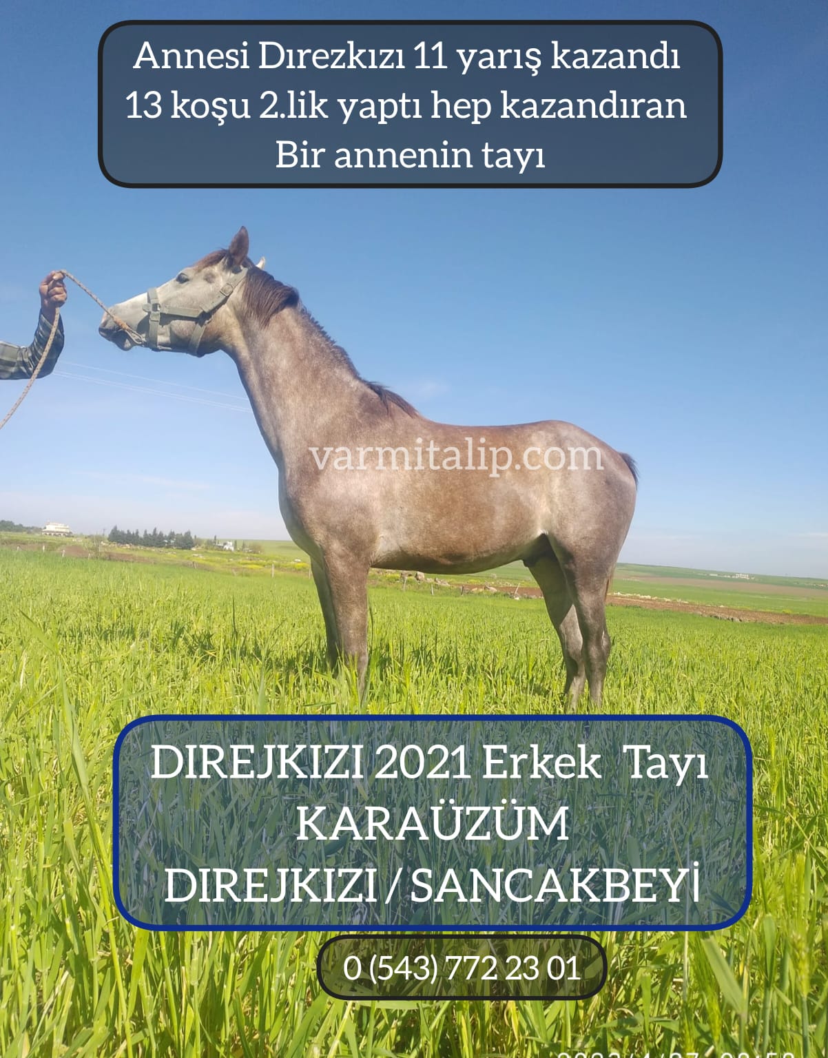 2 BUÇUKLU KARAÜZÜM ERKEK TAYI ANNE DIREJKIZI